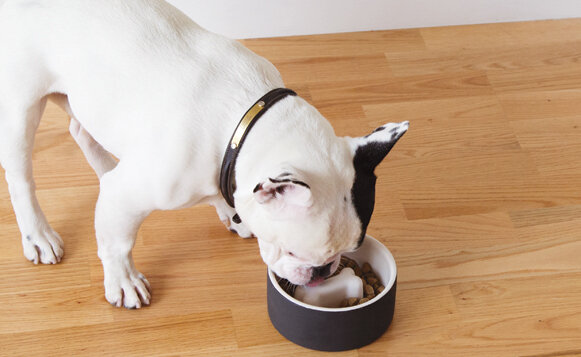 hireslifestyle_foodbowl_magissopet.jpg