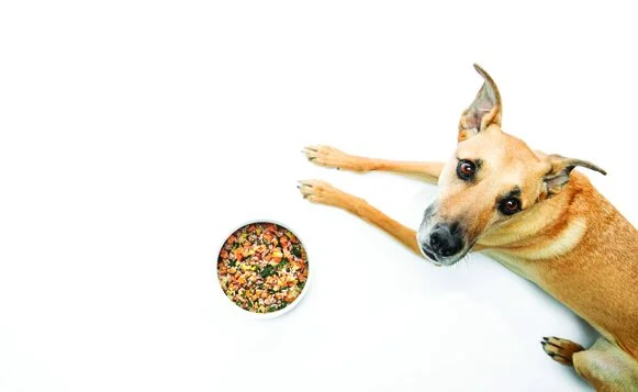 NomNomNow-2