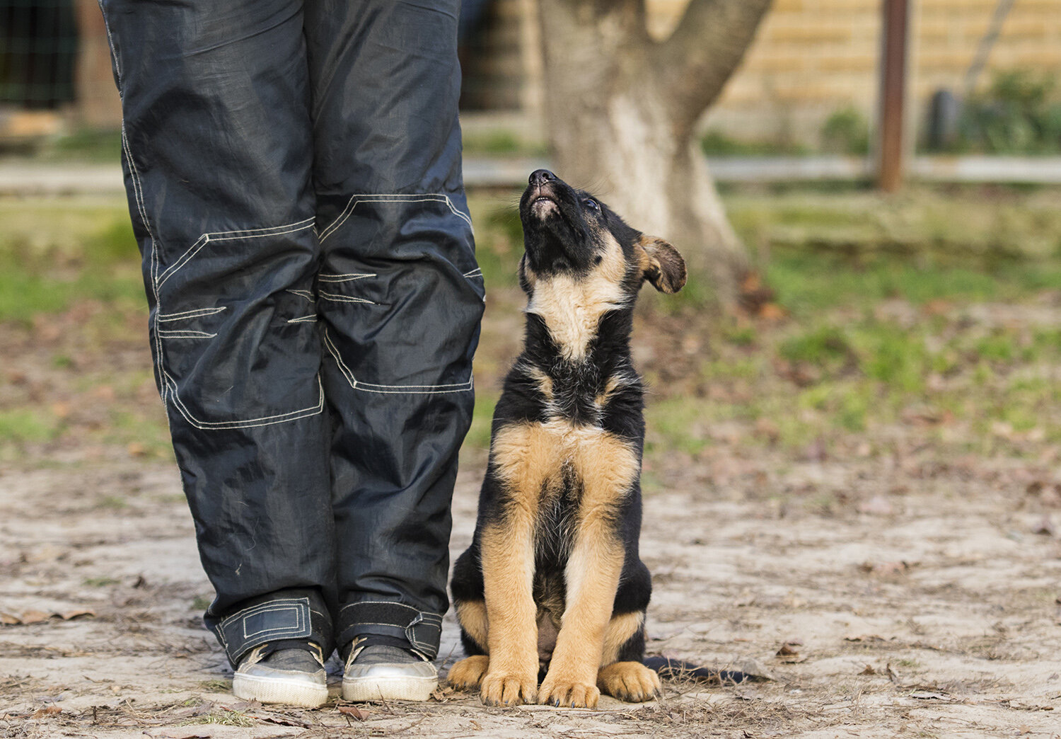 The Art & Science of Heeling | Courteous Canine