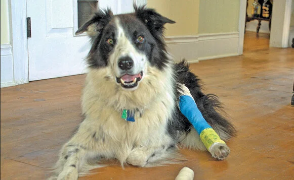 Dog in a splint, photo by Teresa Alexander-Arab
