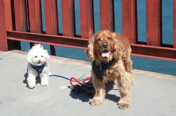 What If You Can’t Afford Vet Care? How San Francisco Aid for Animals Keeps Pets and People Together