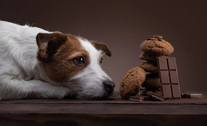 The Food of Love: A Dog’s Last Meal