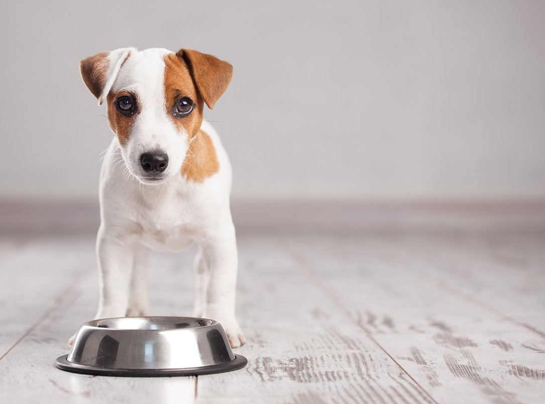 Free Feeding vs. Scheduled Feeding: Which is Better for Your Dog