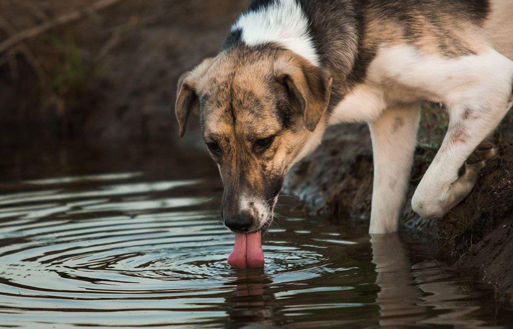 The Monthly Woof Getting Rid of Giardia What Every Dog Guardian