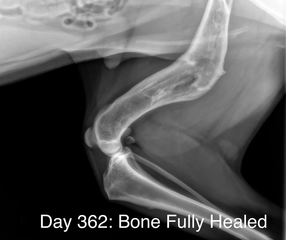 Is Your Dog Injured? Consider Shockwave Therapy