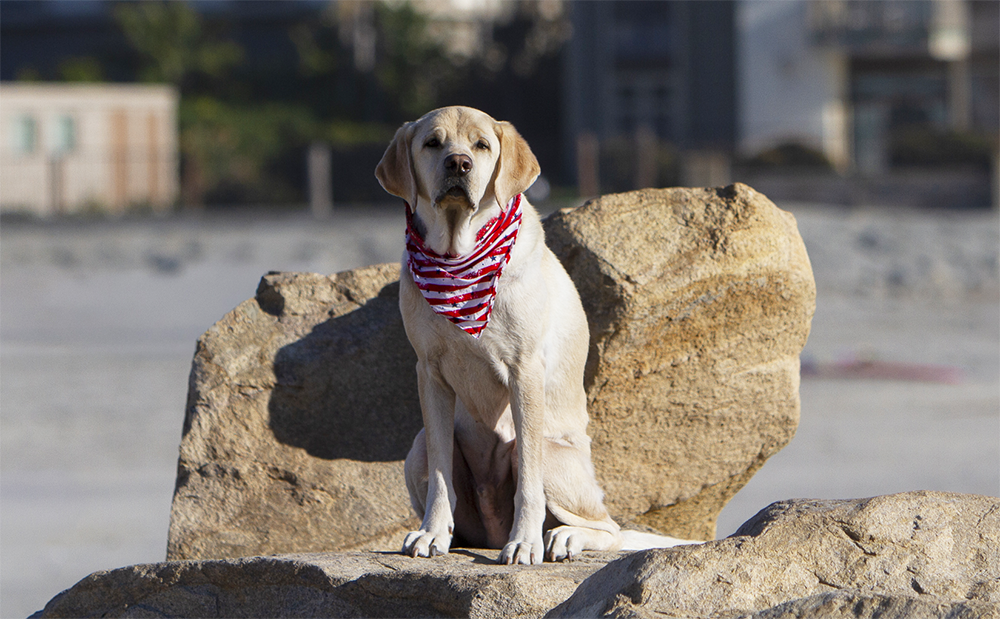 The Smile Effect: How Dogs Unlock the Joy in Strangers