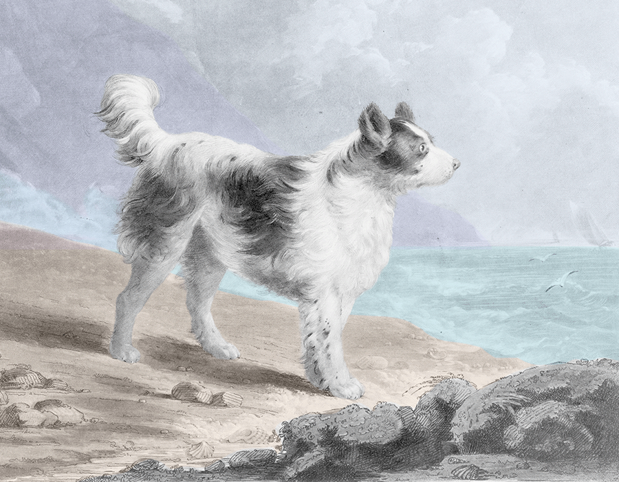 CA's Top 21 Dog Beaches, Frenchie Lawsuit Tossed on Technicality, Giant Newfie Digs Gardening, and More!