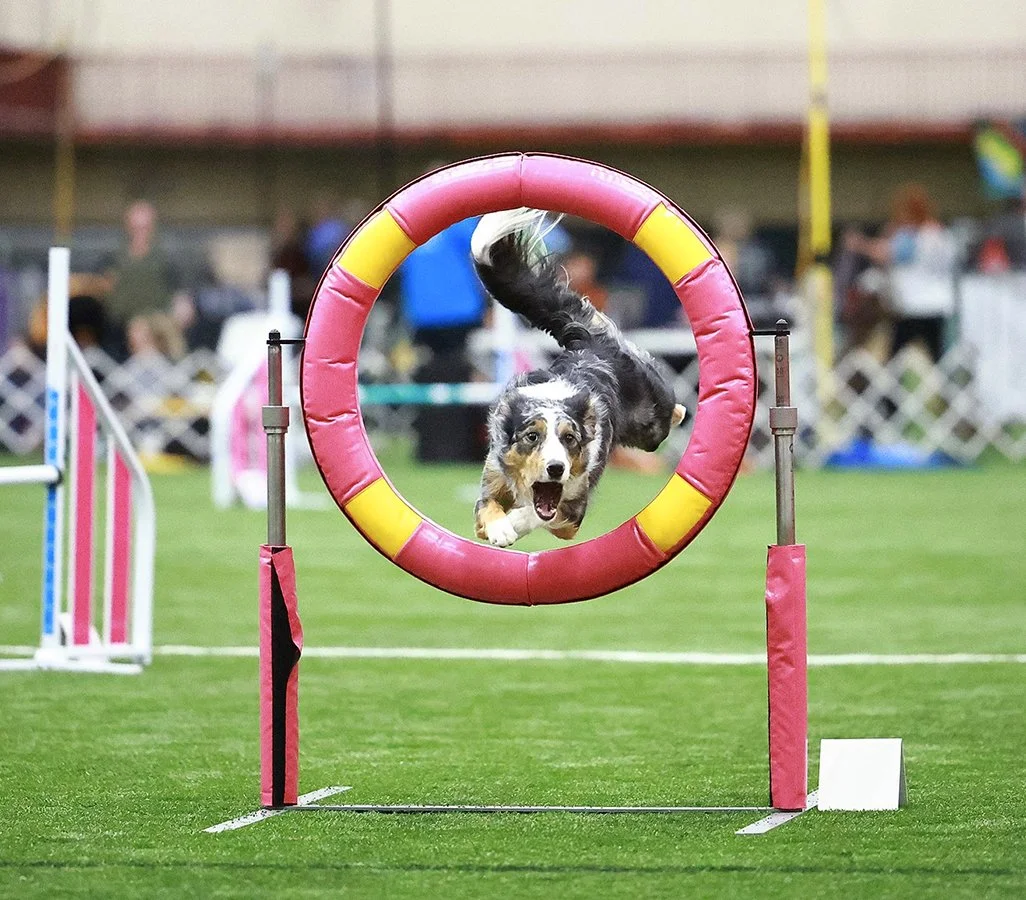 Teamwork to the Top: Marin Humane Pair Heads to World Agility Contest