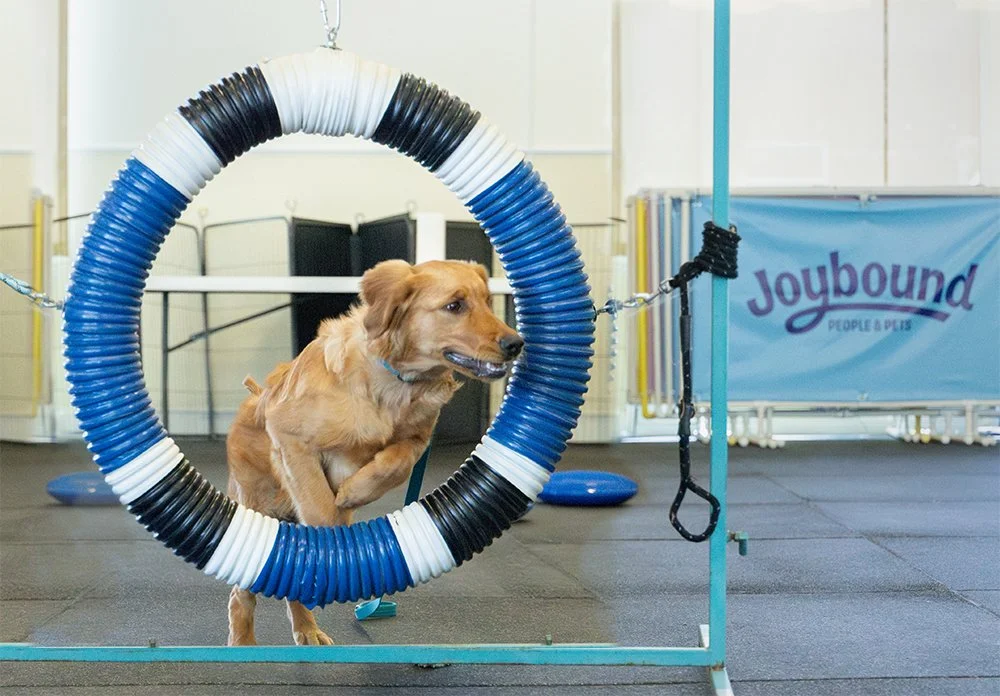 The Chemistry of Connection: How Enrichment Activities Deepen Your Bond with Your Dog