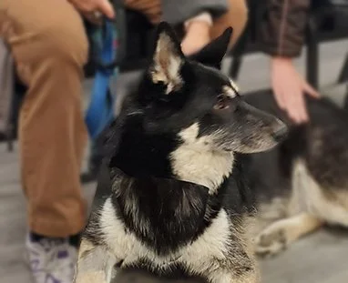Sky’s Smile: How a Shelter Pup Found His Purpose