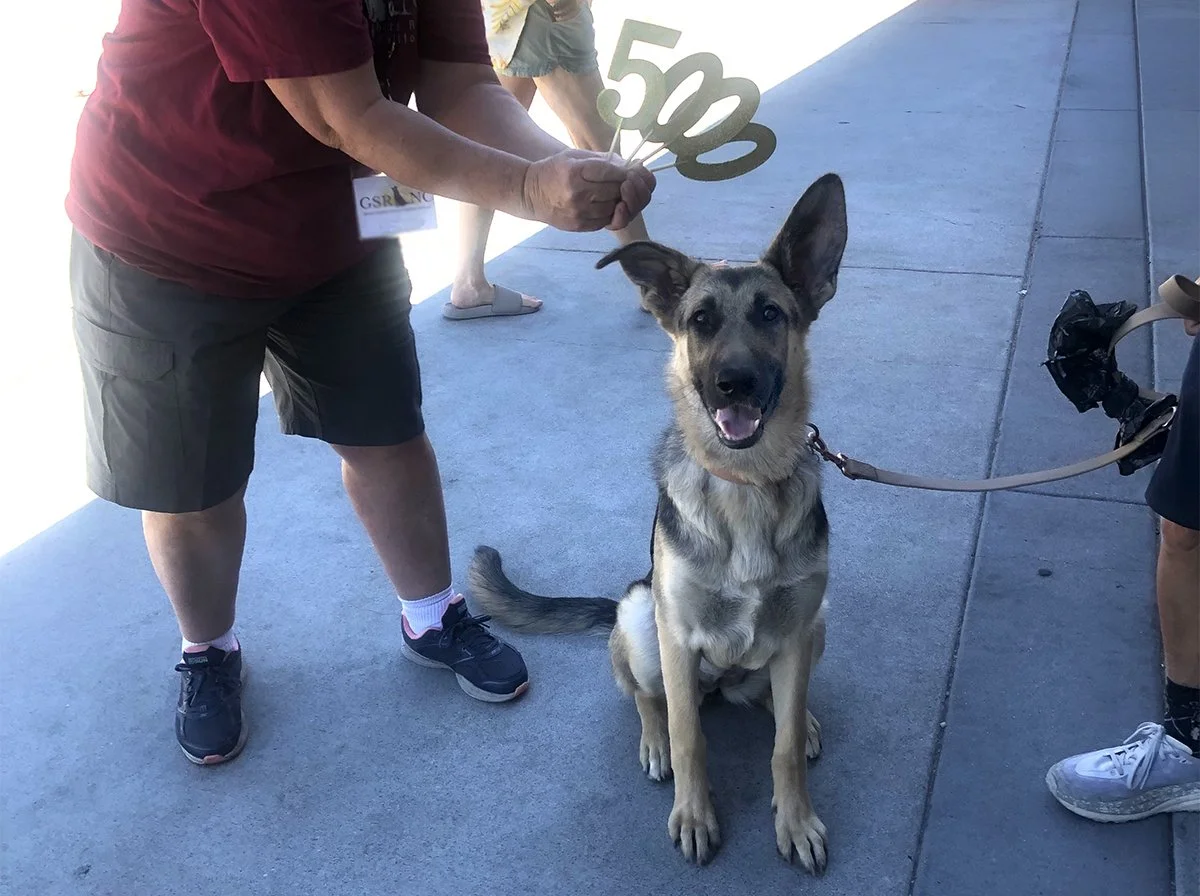 5,000 Adoptions and Counting: GSRNC Celebrates a Quarter Century of Rescue Work