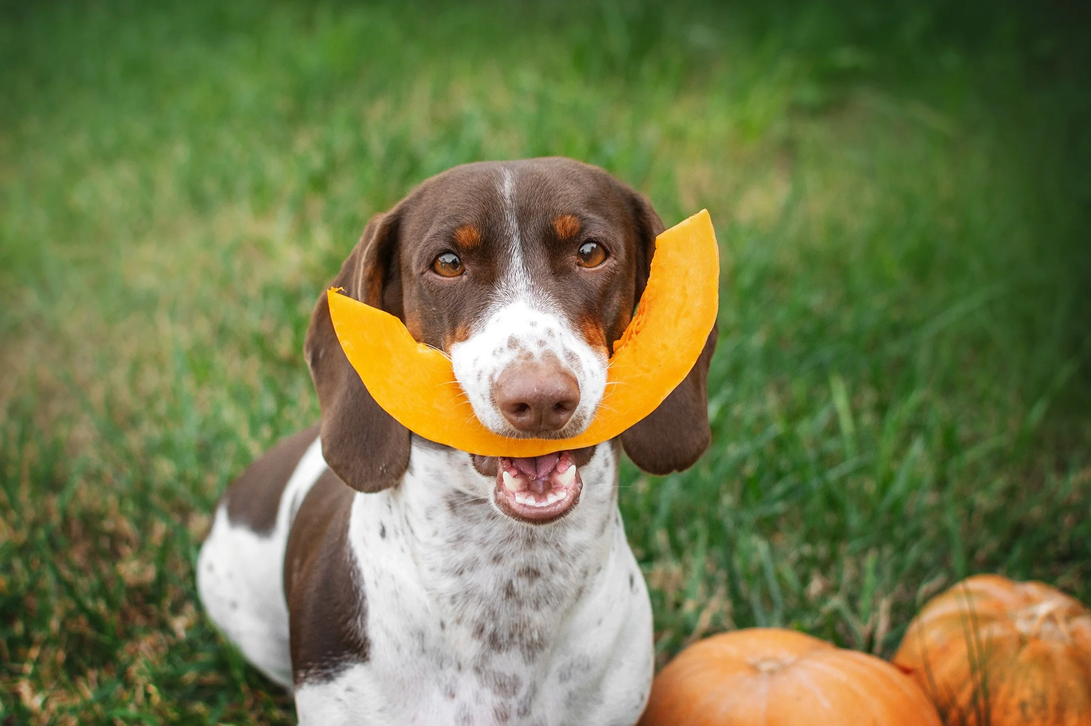 Fall’s Super Food: For a Healthy Treat, Try Pup-kin Spice