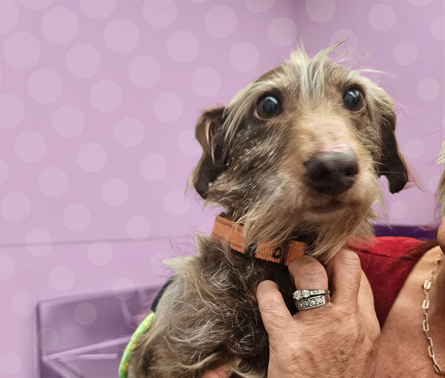 Choco's Long Way Home, Dogs Are Getting Better, Shelter Pups Help Young Offenders, and More!