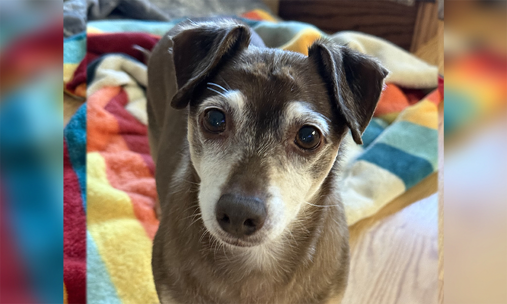 From Heartbreak to Home: How Timmy Found His Second Chance