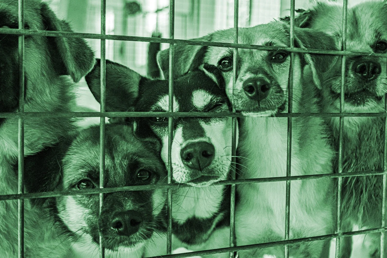 The Humboldt County Case