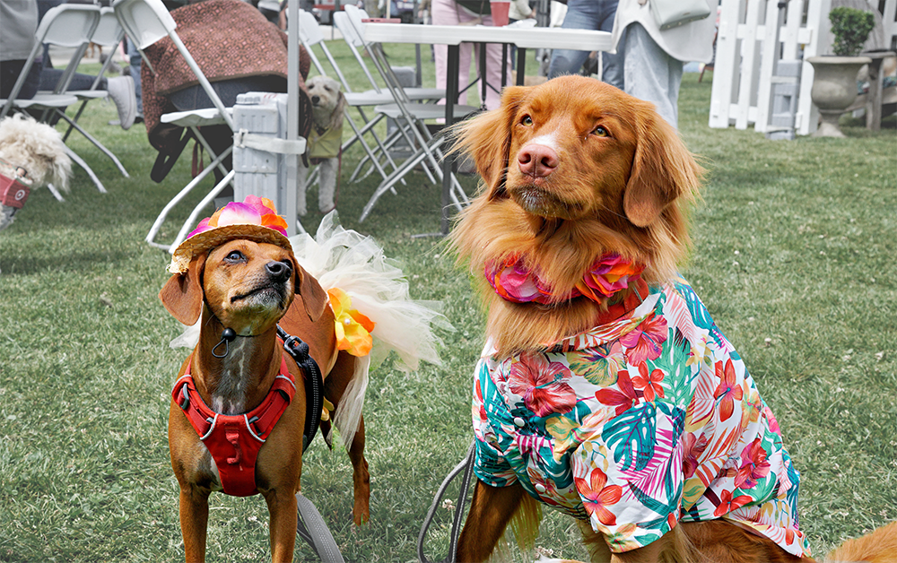 Mark Your Calendar for DogFest! April 25 at Duboce Park
