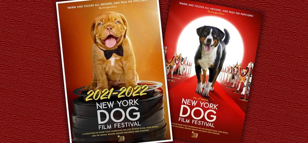 Nose for News – Dog Film Festivals, Stowaway Chihuahuas, Canine ADHD, and  More! — BAY WOOF