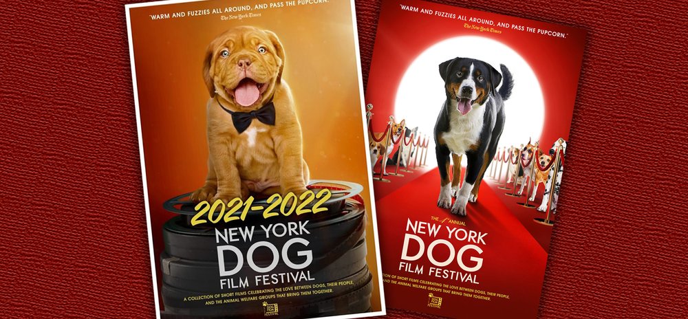 Nose for News – Dog Film Festivals, Stowaway Chihuahuas, Canine ADHD, and More! — BAY WOOF Nose for News – Dog Film Festivals, Stowaway Chihuahuas, Canine ADHD, and More! — BAY WOOF