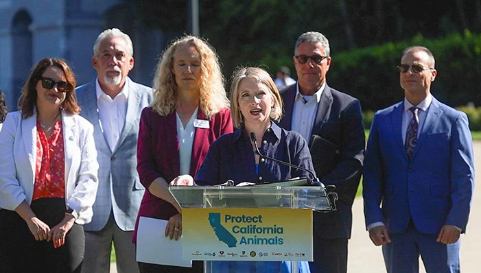 United for Good: Animal Welfare Leaders Call for State Bureau to Protect Companion Animals