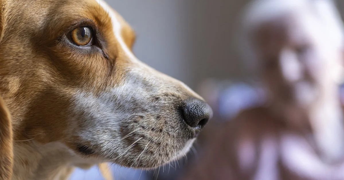 Pet Safety Tips for Older Adults: Simple Solutions to Common Challenges