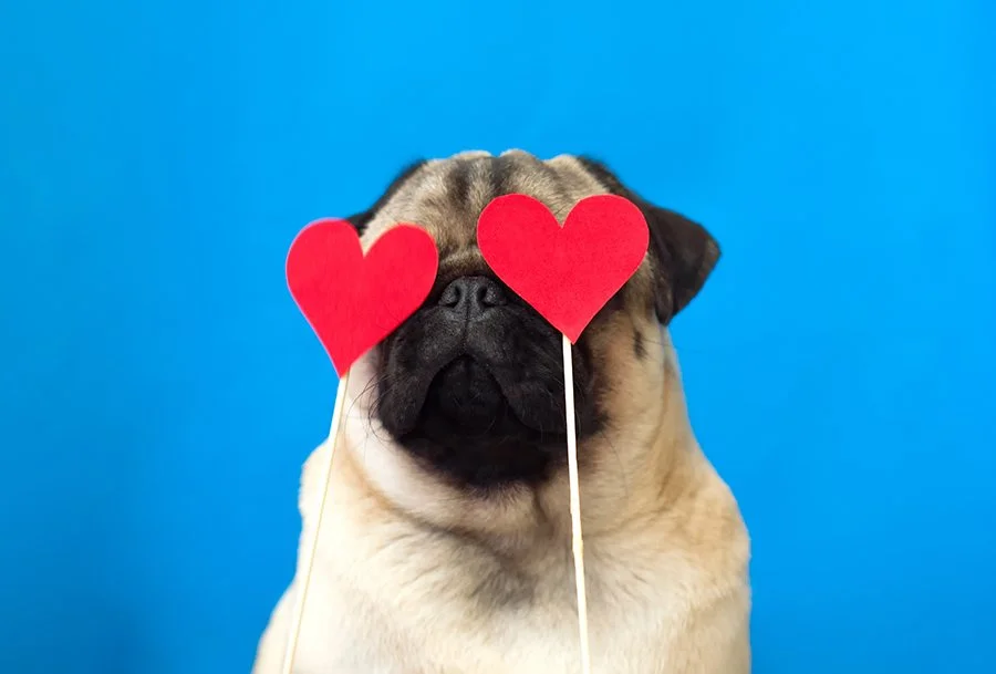 Is My Dog Overweight? How to Help Your Pup Trim Down for Health and Happiness