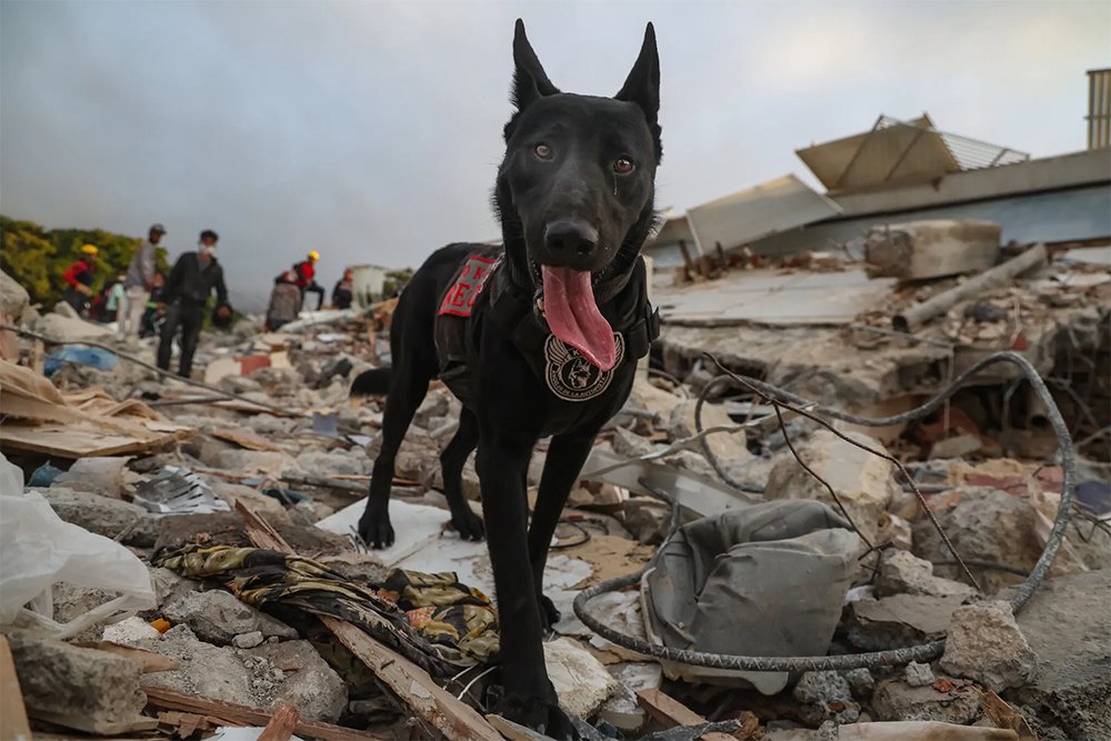 World Cup Saves Pup, Canine vs. Ursine, Soggy Doggy Scooped from Bay, and More!