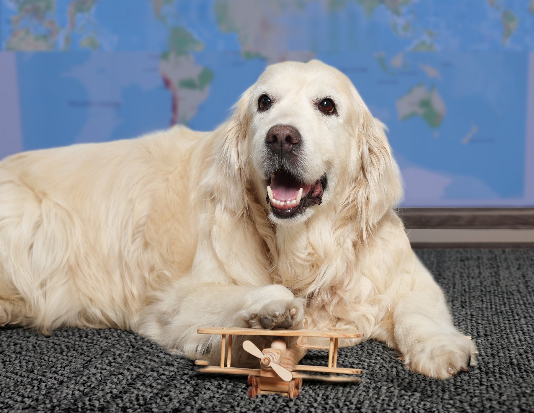 On the Road Again: Travels With My Service Dogs