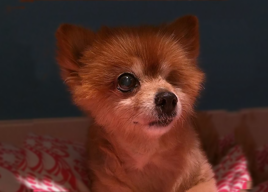 Spring Into Action: Protect Animals Through Spay and Neuter Legislation