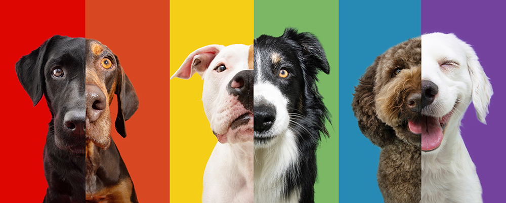 All’s Fair in Love and Bromance: Social and Mating Preferences in Dogs