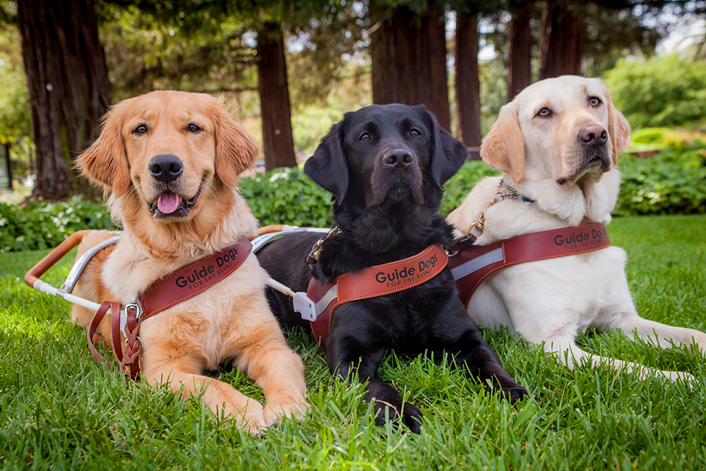 Guide Dogs’ Public Graduations Melt Hearts: Here’s How You Can Attend