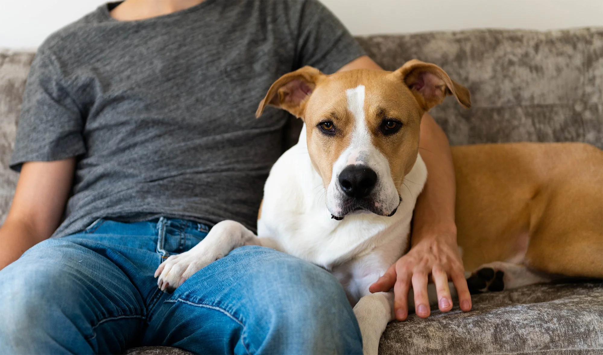 Beyond the Velcro® Dog: Why Clinginess Isn't Always Cute