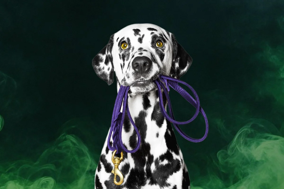 Can I Teach Your Dog to "Go Potty" on Command? Yes, But Should I?
