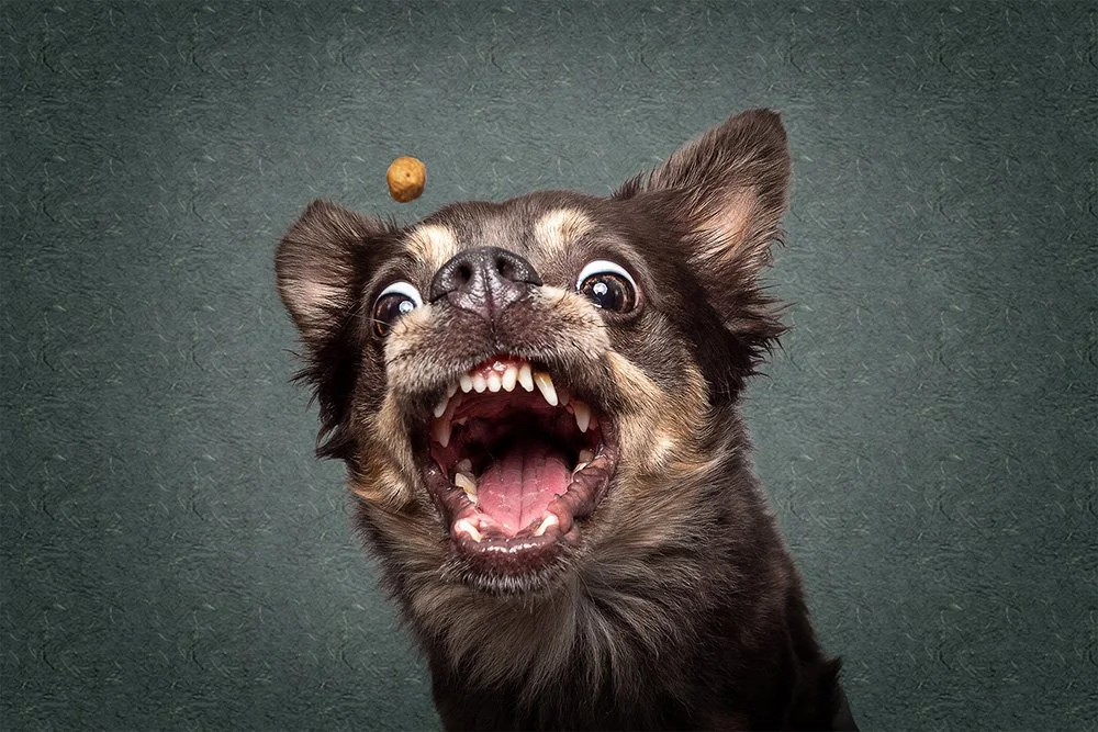 Hunger Strike: When Your Dog Won’t Take Training Treats