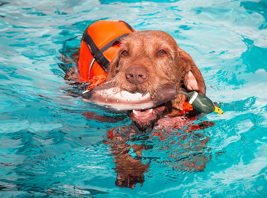 Most Popular Pups, More Breathless Breeds, Designer Dogs' Deportment, and More!