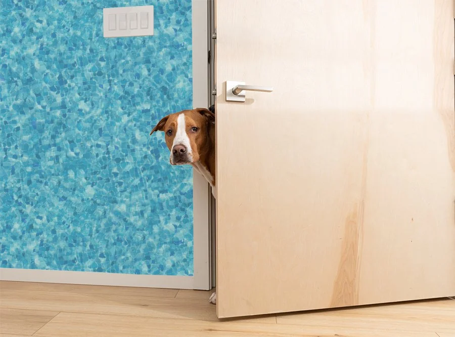 The Solitary Confinement of the American Pet Dog