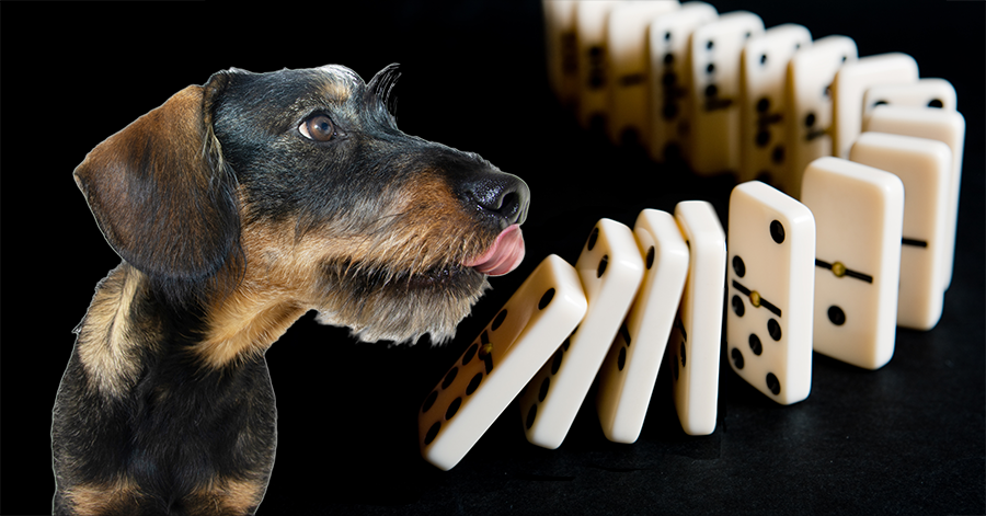 The Domino Effect in Dog Training: How Finding Your One Thing Makes All the Difference