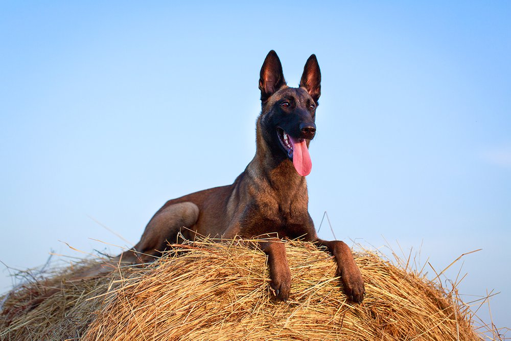 De gasten roman serie The Monthly Woof – Malinois, French Ring, and Me:<br/>Lessons From a  Sporting Life — BAY WOOF