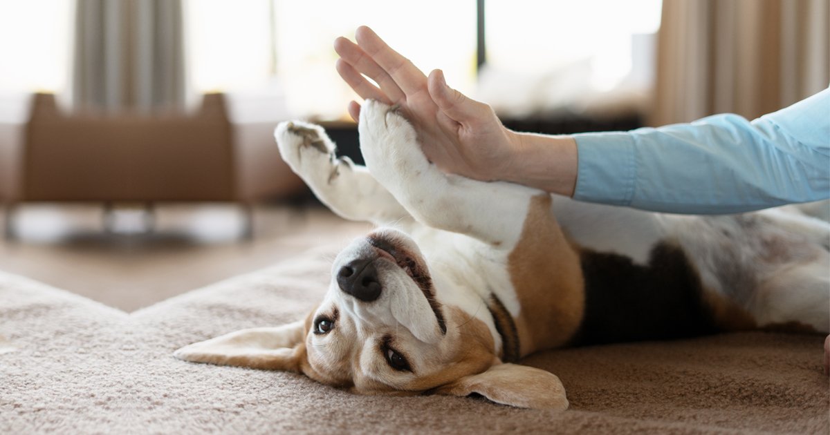 Prepping Your Dog for the Vet: Why Calmer Visits Support Everyone’s Well-Being