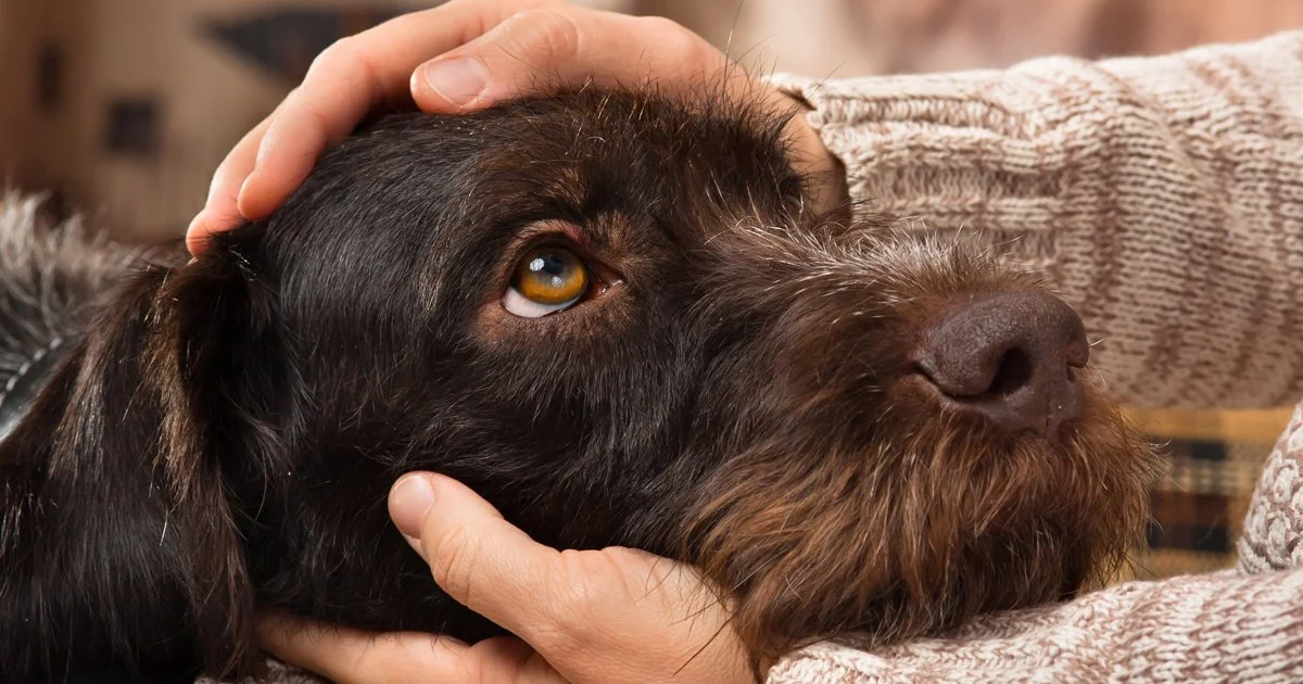 October is Domestic Violence Awareness Month: How You Can Support Survivors and Their Pets