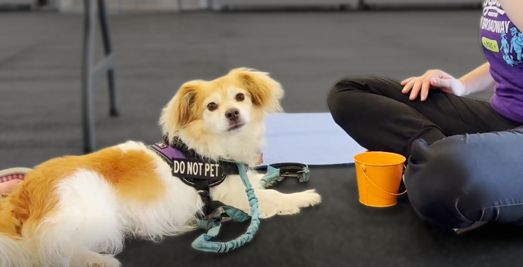 The Science of Compassion: How Behavior Modification Transformed Isaac’s World