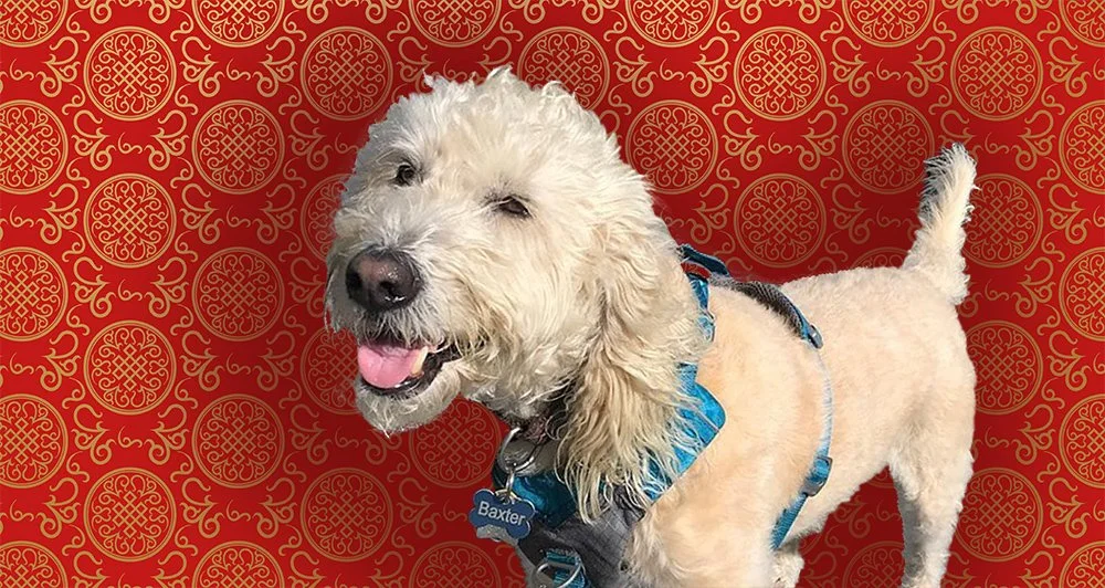 Woof! Winter Wisdom from Chinese Medicine
