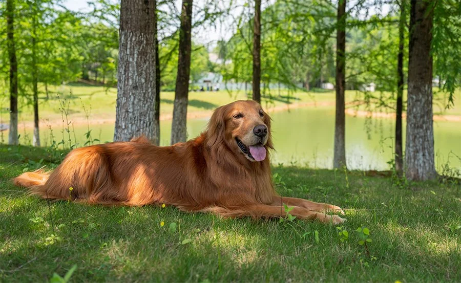 Too Hot to Walk Your Dog? Try Indoor Scent Games Instead