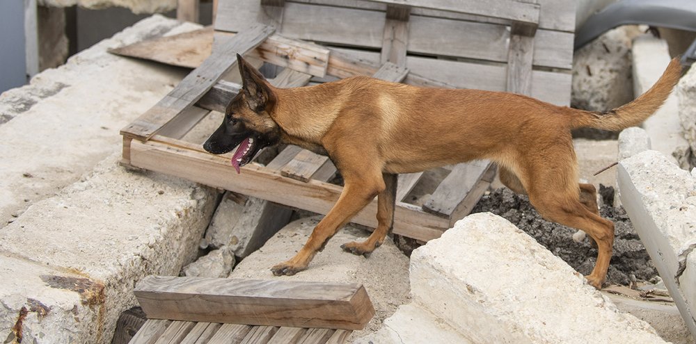 Shelter Zone – From Rescued Pup to Rescue Dog: Dodger's Story — BAY WOOF Shelter Zone – From Rescued Pup to Rescue Dog: Dodger's Story — BAY WOOF