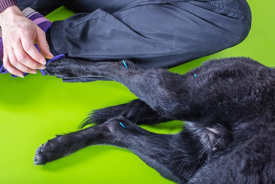 Not Slowing Down:&nbsp;How Acupuncture Keeps This Senior Dog on the Go