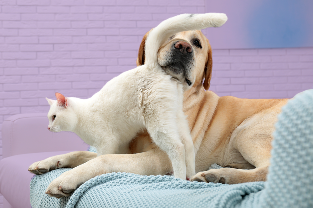 Near Miss! City Task Force Reverses Recommendation to Close Animal Commission