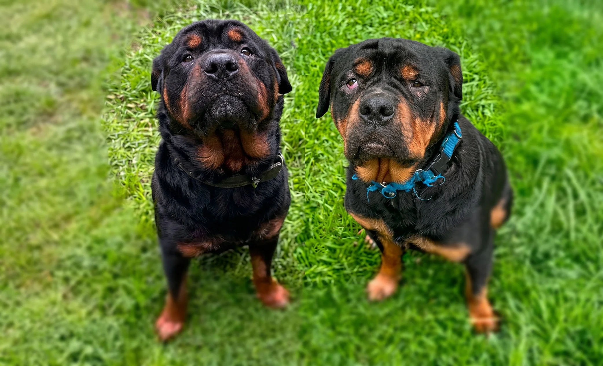 Paid to Save Them, Accused of Killing Them: The Investigation of Miranda’s Rescue