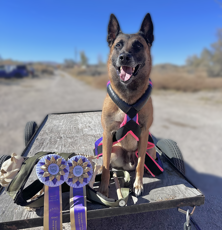 Not Just a Hobby: What Dog Sports Taught Me