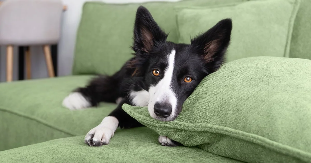 Canine Mental Health: Does Your Dog Need Professional Help?