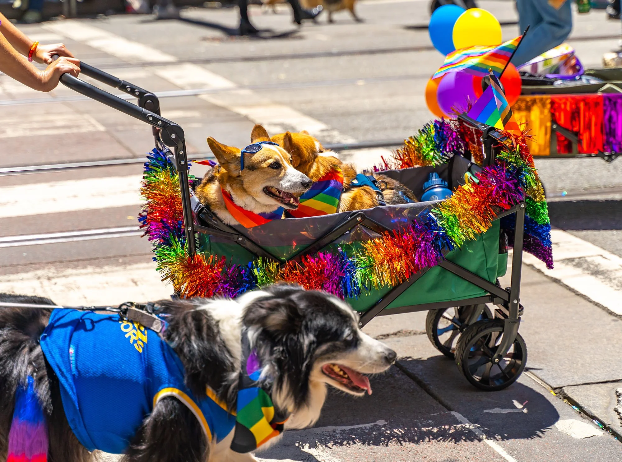 Animal Advocacy: The Path Forward