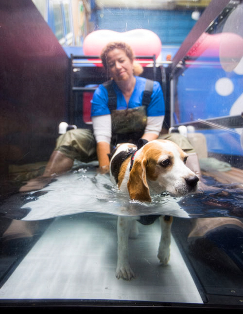 Ouch! Healing and Preventing Canine Sports Injuries